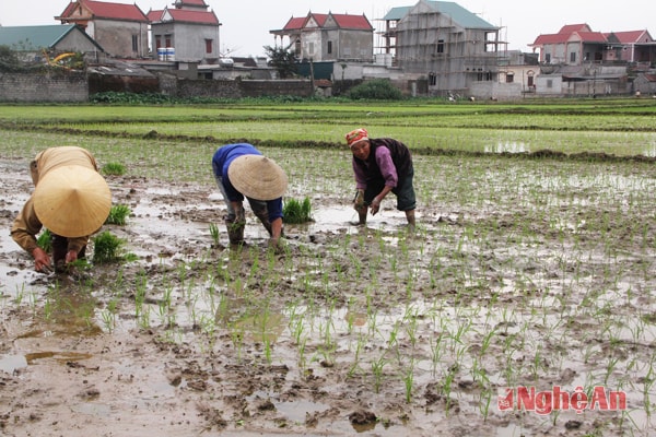 Bà con nông dân Diễn Cát - Diễn Châu cấy lúa vụ Đông Xuân.