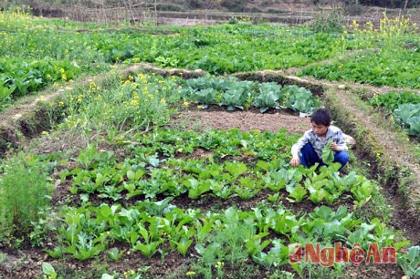 Mô hình rau sạch tại bản Chiềng, xã Tri Lễ (Quế Phong).
