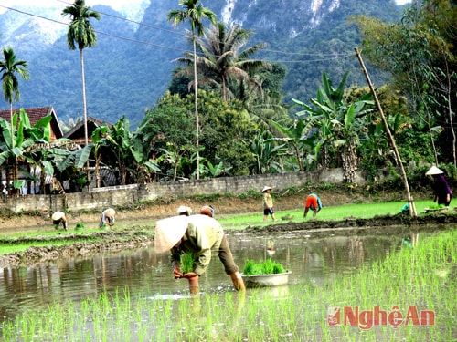 Bà con bản Nà Pha (Yên Khê) xuống đồng cấy lúa
