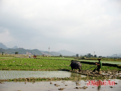 Làm đất chuẩn bị cấy