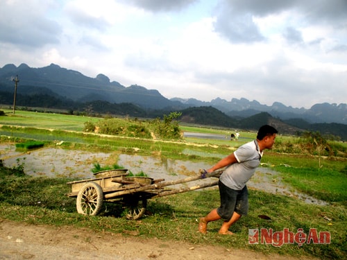 Kéo mạ xuống ruộng