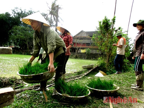 Phụ nữ bản Khe Ló (Môn Sơn) chuẩn bị vào vụ cấy