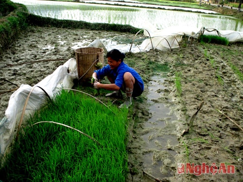 Mạ được chuẩn bị kỹ nên phát triển mạnh