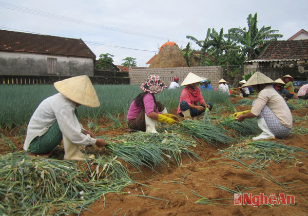 Nông dân Quỳnh Lương thu hoạch hành lá.