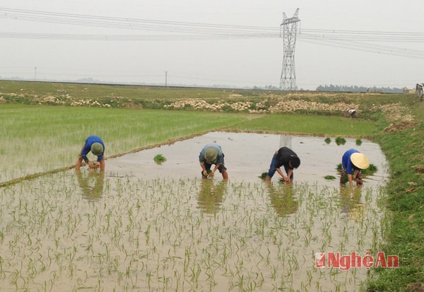 Nông dân xã Nam Trung (Nam Đàn) cấy lúa vụ xuân. 