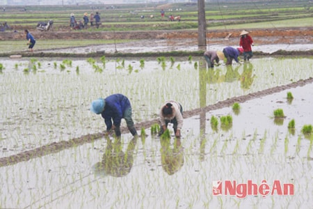 Nghệ An khẩn trương cấy hết diện tích lúa xuân