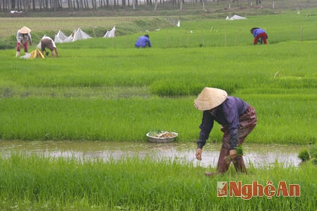 Nhổ mạ xuân ở Nghi Đức-TP Vinh