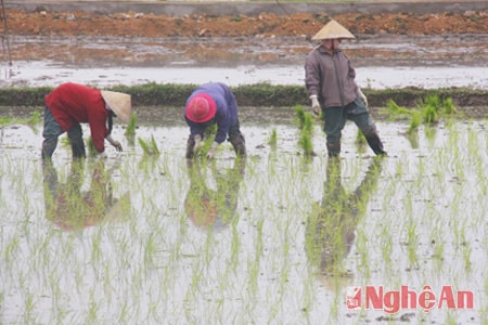 Cấy lúa xuân ở Diễn Châu