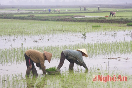 Cấy luấ đầu xuân ở Nghi Lộc