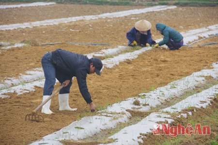 Làm đất gieo lạc ở xã Diễn Kỷ
