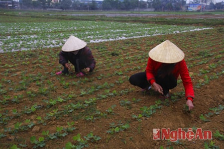 Làm sạch cỏ trên lạc xuân ở Diễn Hồng