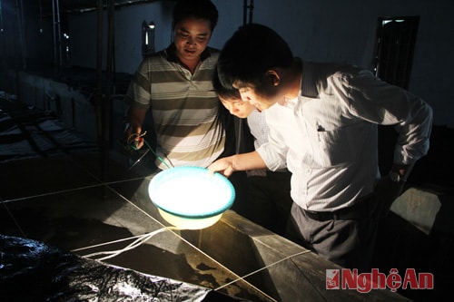 Kiểm tra chất lượng tôm giống.
