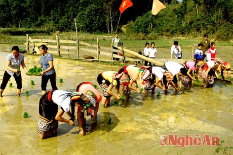 Nông dân bản Minh Châu thi cấy.