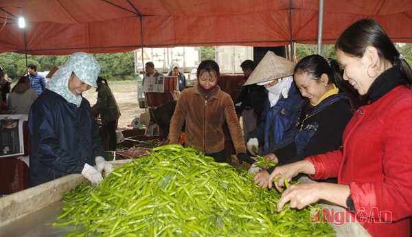 Lựa chọn ớt để đóng hộp xuất khẩu sang Hàn Quốc.