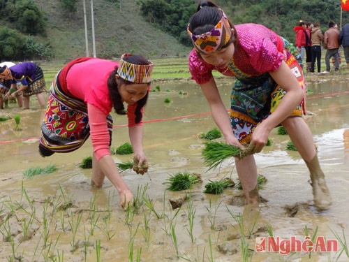 Dưới thời tiết lạnh như cắt, song các “thí sinh” của các đội vẫn hăng say cấy lúa với từng tràng pháo tay nhiệt tình của khán giả ở 2 bên bờ ruộng