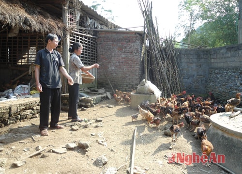 Mô hình chăn nuôi có hiệu quả của CCB Nguyễn Bá Đại ở xóm 9, xã Hồng Sơn, Đô Lương.  Ảnh: doãn hòa