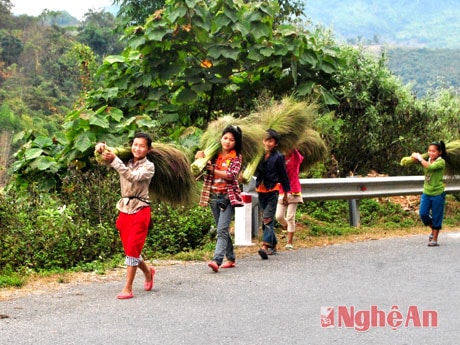 Mang đót từ rừng về.