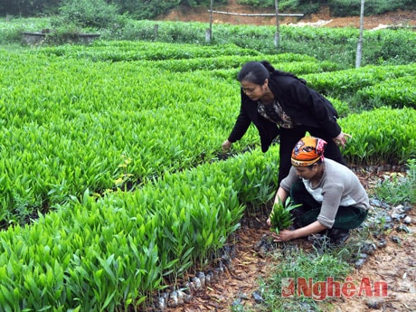 Công ty TNHH MTV Lâm nghiệp Đô Lương chuẩn bị kịp thời nguồn giống cây phục vụ trồng rừng. Ảnh: H.v
