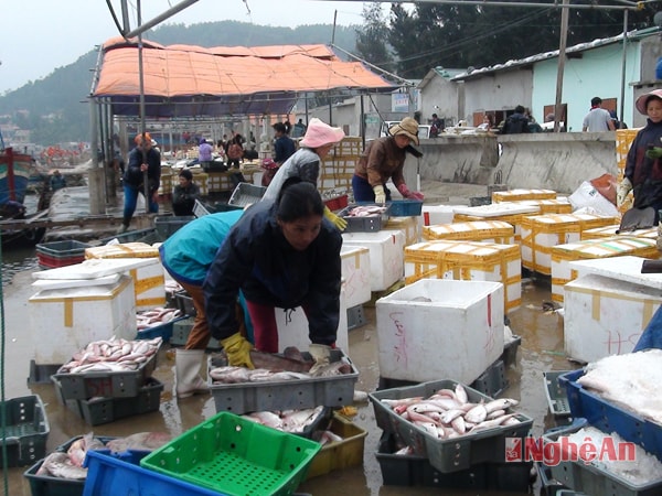 Được mùa cá ở Quỳnh Phương - TX. Hoàng Mai. Ảnh: Việt Hùng