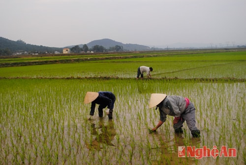 Chăm sóc lúa xuân ở Minh Thành (Yên Thành).