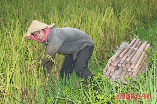 Để có tiền mua thuốc cho con, anh Nguyễn Văn Tình phải đi bắt lươn, ếch.