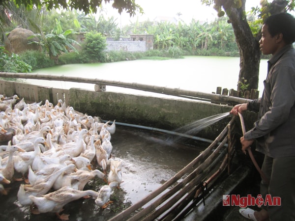 Vệ sinh chuồng trại chăn nuôi gia cầm ở Hưng Đạo - Hưng Nguyên. Ảnh: Phú Hương