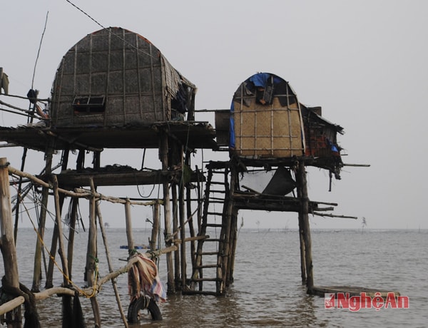 Bãi nuôi ngao thương phẩm.