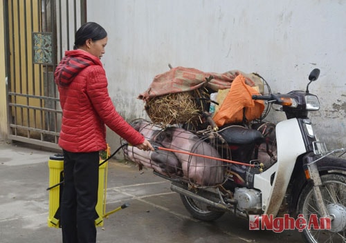 Phun khử trùng tiêu độc cho gia súc vận chuyển qua địa bàn huyện Đô Lương.
