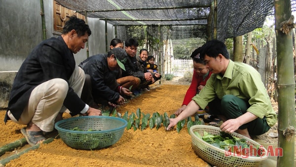 Thiếu tá Trần Văn Khoa hướng dẫn bà con bản Muộng ươm chè giống.