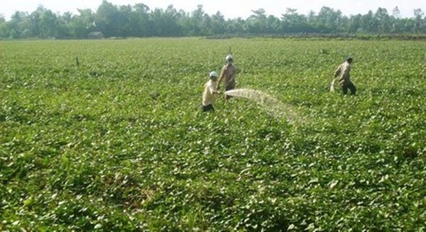 Những vùng trồng nhiều khoai lang, thương lái đến đặt vấn đề thu mua ...lá