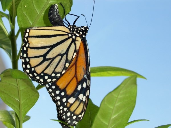 Bướm Hoàng đế. (Nguồn: livescience.com)