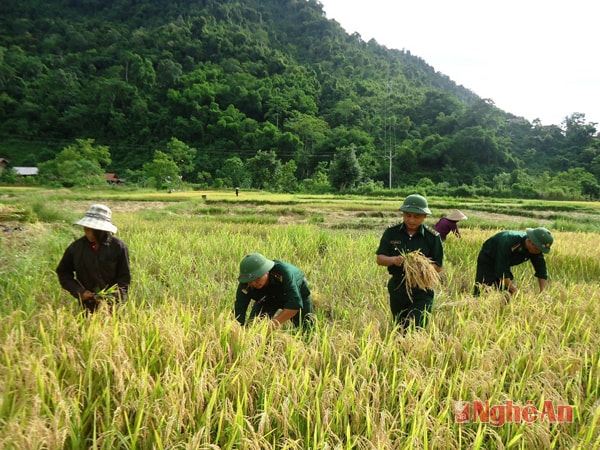 Giúp dân thu hoạch mùa màng