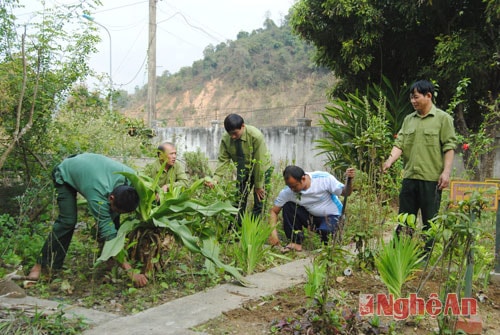 Chăm sóc vườn thuốc Nam.