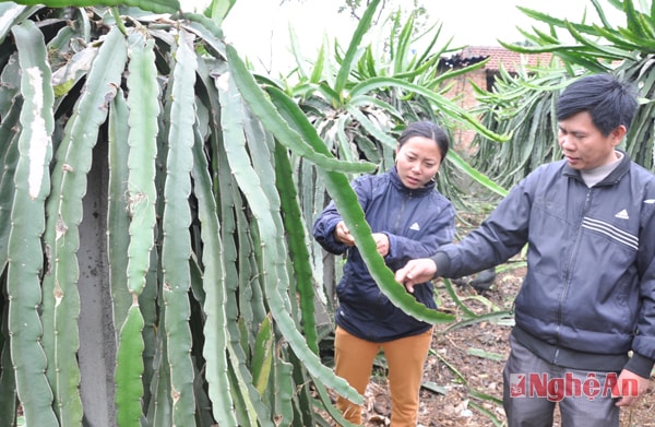 Chị Vũ Thị Dung trao đổi kỹ thuật cắt tỉa thanh long.