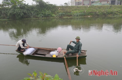 Ông Đoàn Văn Vinh gom cá chết đã phân hủy trên sông Vinh.