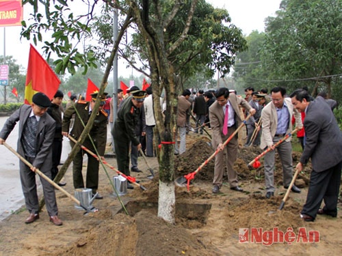 Hàng Xoài trên đường Nguyễn Sinh Cung do CBCC, viên chức, LLVT thị xã đóng góp, trồng mới