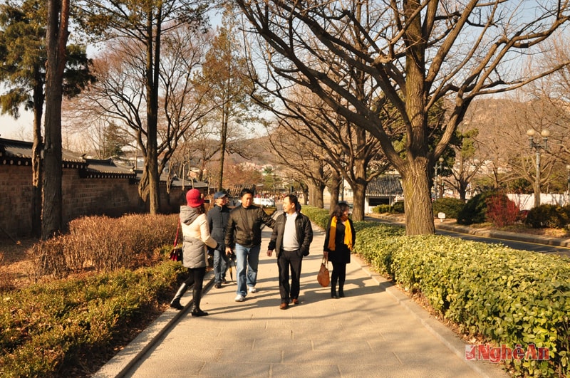 Những hàng cây trên đường phố Seoul.