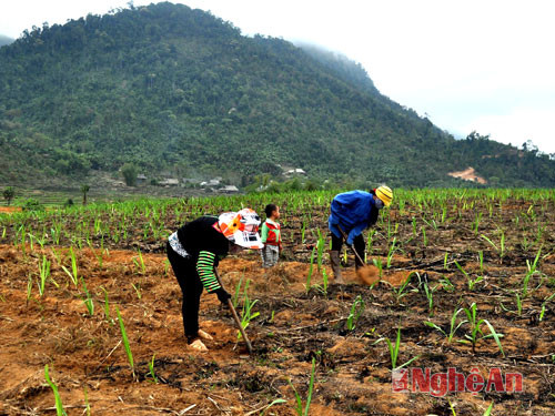 Đồng bào Mông bản D1, Tri Lễ, Quế Phong chăm sóc mía.