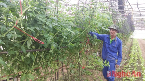 Ông Nguyễn Đình Kỳ (xóm 3, Nghi Liên) đang chăm sóc vườn rau của gia đình.