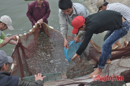 Gia đình ông Phan Quế, xã Quỳnh Thanh thu hoạch tôm vụ 3 để chuẩn bị thả nuôi vụ mới.