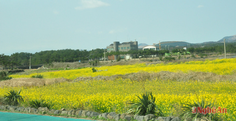 Những vườn cam, hoa cải vàng rực trên đảo Jeju