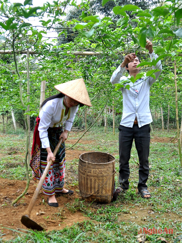 Gia đình anh Lữ Văn Chiến ở bản Xan, xã Tri Lễ chăm sóc vườn chanh leo.