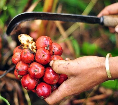 Thương lái Trung Quốc đang ồ ạt thu mua mầm thảo quả với giá cao.