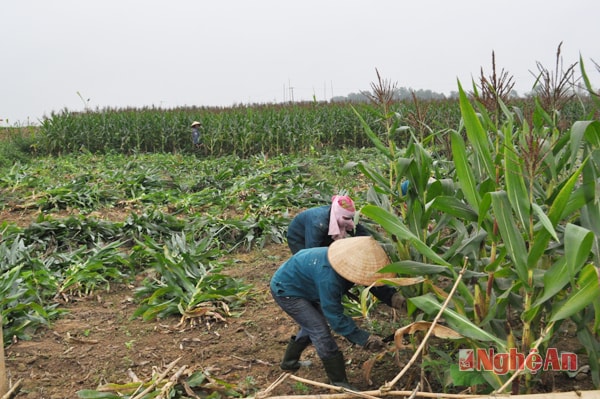 Nông dân xã Nghĩa Đồng (Tân Kỳ) thu hoạch ngô cây. Ảnh: Châu Lan