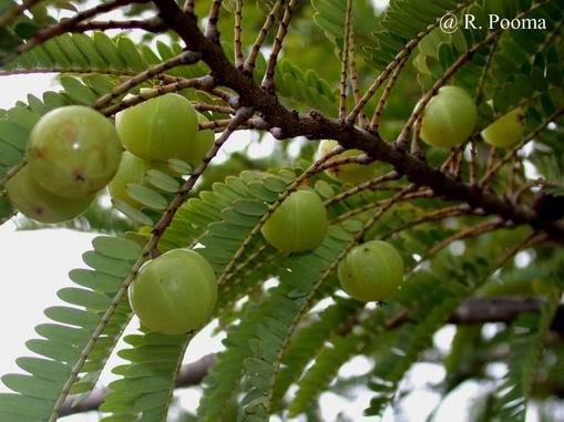 Bộ phận dùng làm thuốc là quả, lá, vỏ cây và rễ (Fructus, Folium, Cortex et Radix Phyllanthi Emblicae