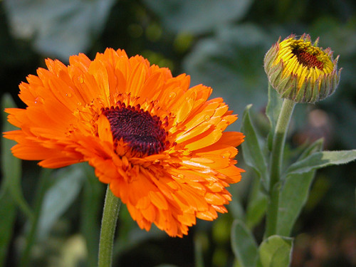 Calendula giúp tái tạo tế bào do cháy nắng, viêm, khô, da nứt nẻ. Ảnh: herbalfire.