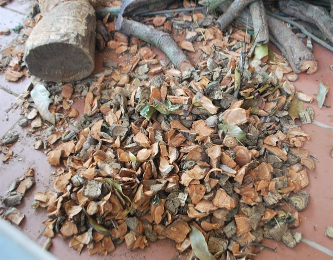 Kê huyết đằng