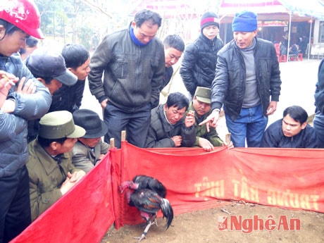 Chọi gà tại lễ hội Đền vua Mai năm 2014.