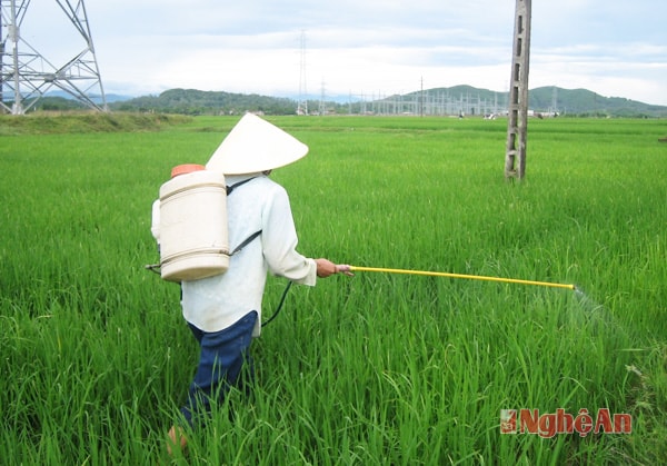 Nông dân xã Hưng Tân (Hưng Nguyên) phun thuốc phòng trừ bệnh đạo ôn lá trên lúa xuân.