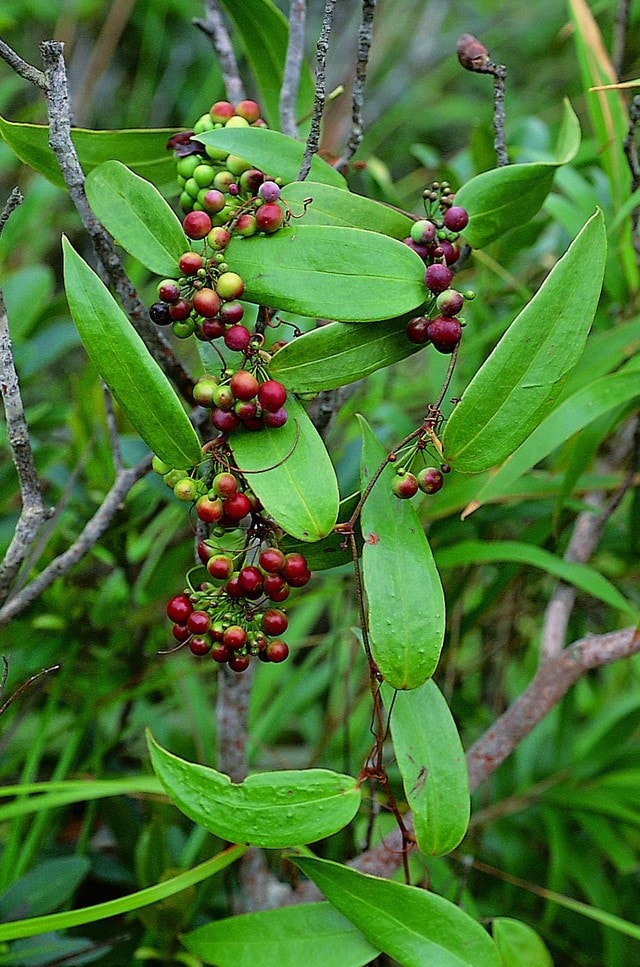 Cây khúc khắc.